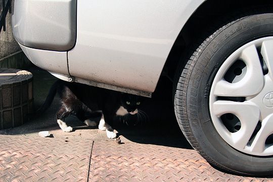 ねこ