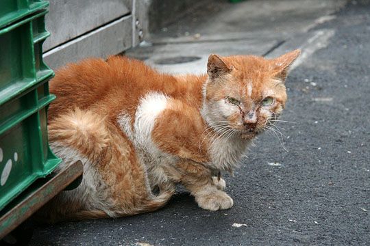 ねこ