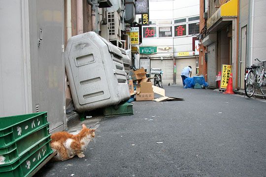 ねこ