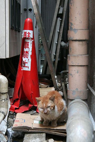 ねこ