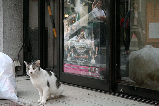 ねこ