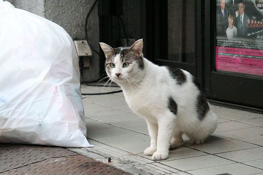 ねこ