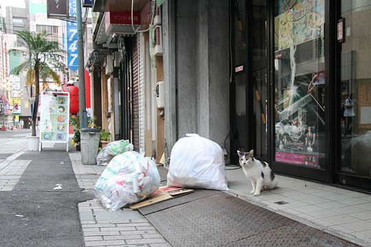 ねこ