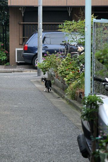 ねこ