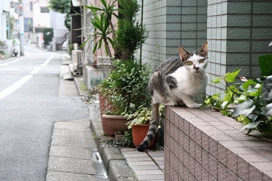 ねこ