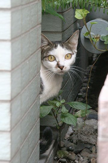 ねこ