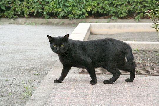 ねこ