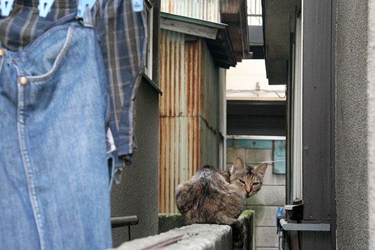 ねこ