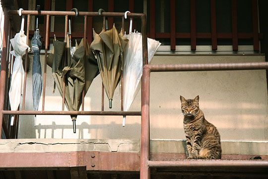 ねこ