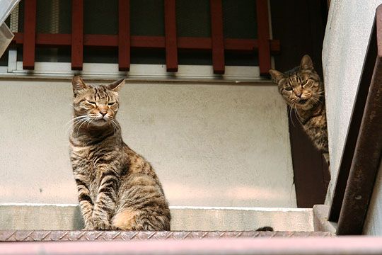 ねこ