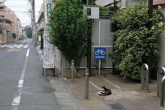 ねこ