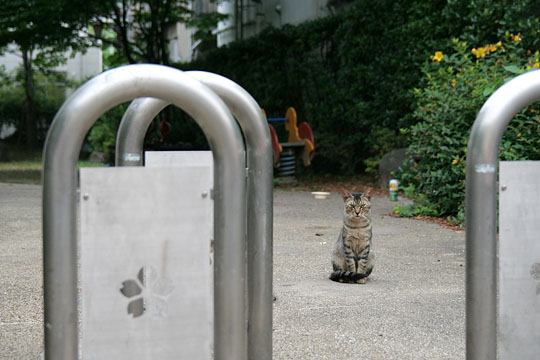 ねこ