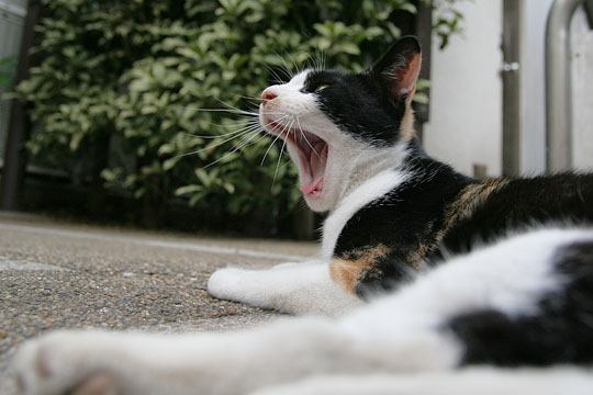 ねこ