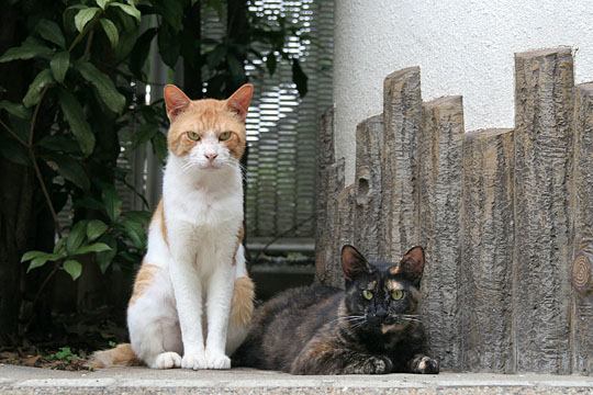 ねこ