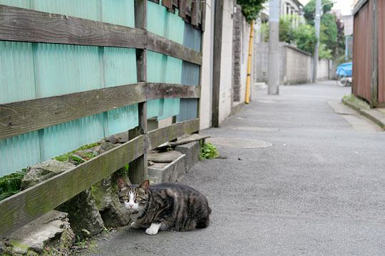 ねこ