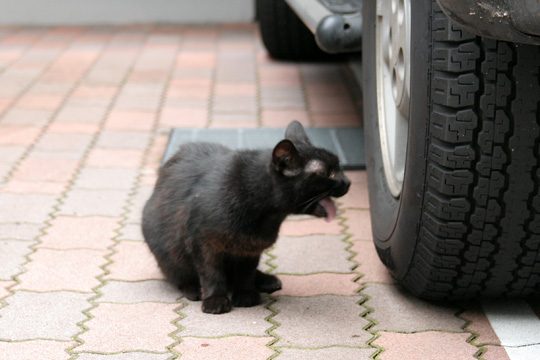 ねこ