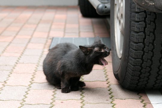 ねこ