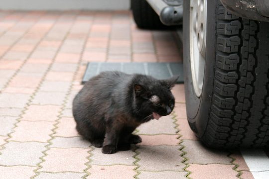 ねこ