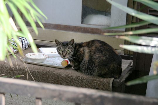 ねこ