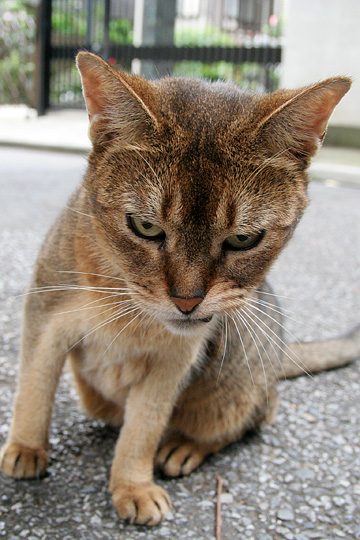 ねこ