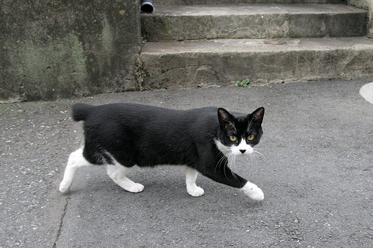 ねこ