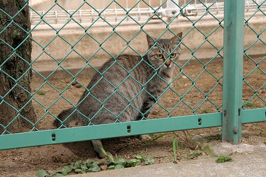 ねこ