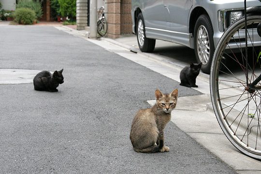 ねこ