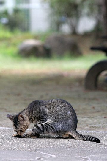 ねこ