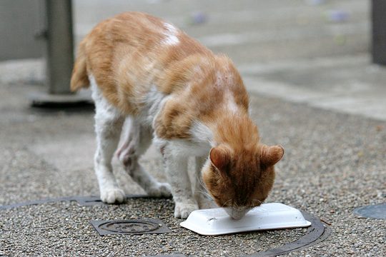 ねこ