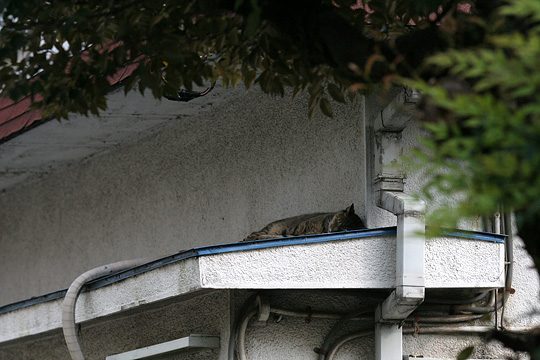 ねこ