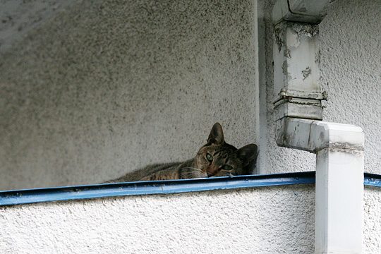 ねこ