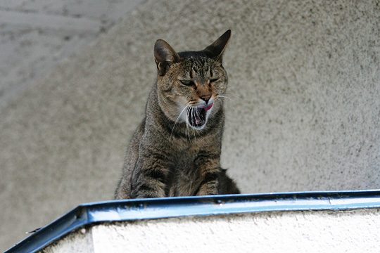 ねこ