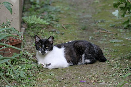 ねこ