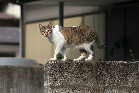 ねこ