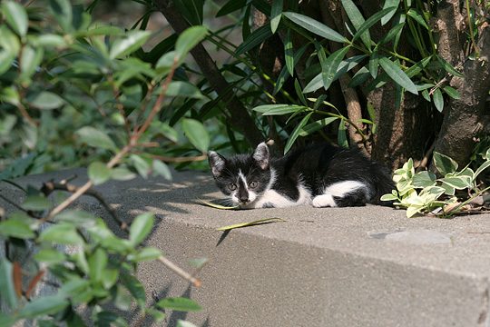 ねこ