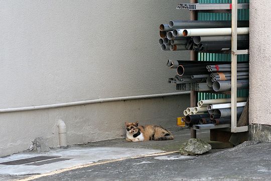 ねこ