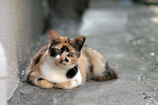 ねこ