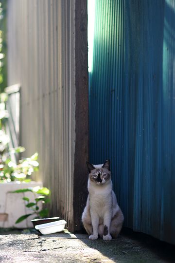 ねこ