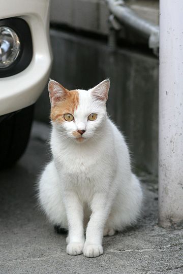 ねこ