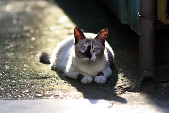 ねこ