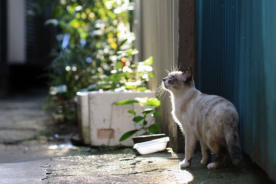 ねこ