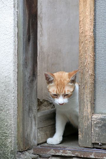 ねこ