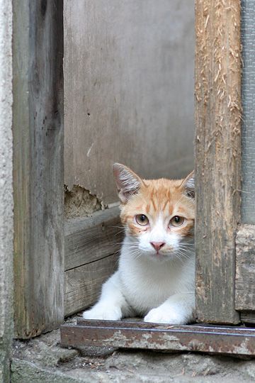 ねこ