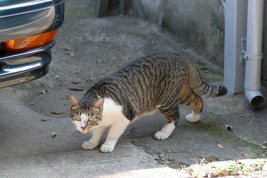 ねこ