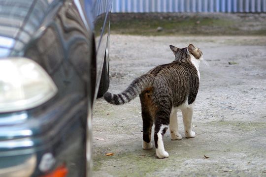 ねこ