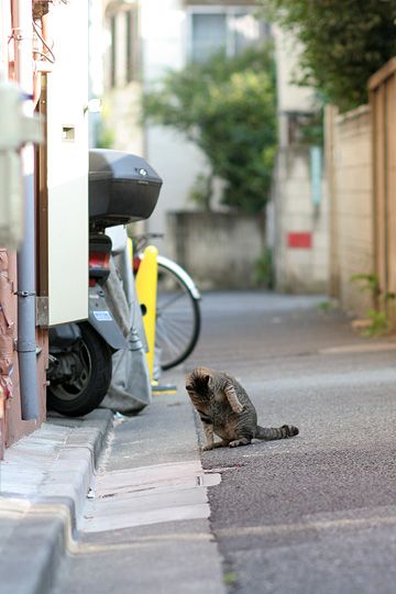 ねこ