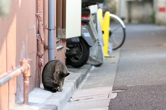 ねこ