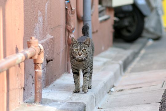 ねこ