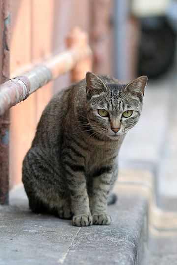 ねこ