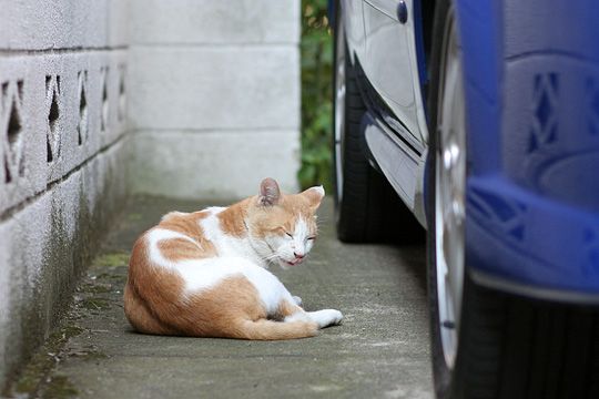 ねこ